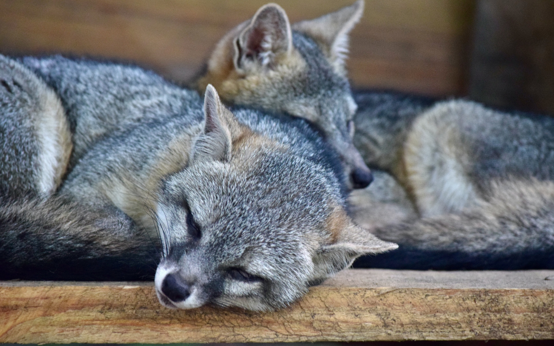 Картинки Енот, пара, ложь, забота фото и обои на рабочий стол