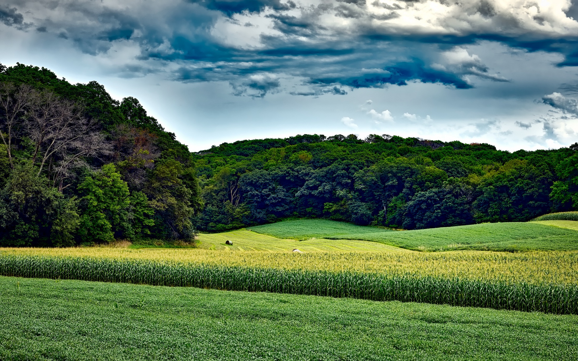Картинки Кукурузное поле, деревья, трава, лето, висконсин фото и обои на рабочий стол