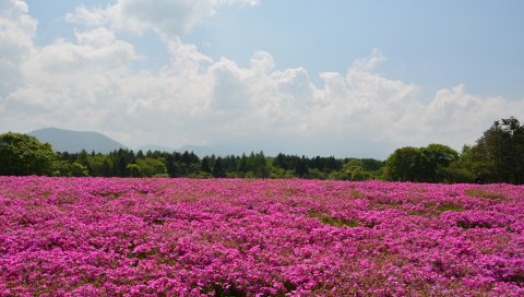 Поле, цветы, розовый, лето