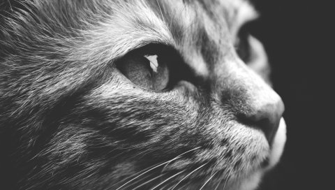 Кошка, лицо, крупный план, глаза, нос