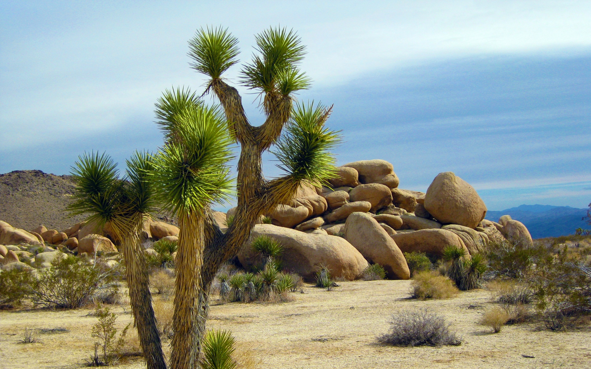 Картинки Yucca brevifolia, цилиндропунтия, калифорния, национальный парк фото и обои на рабочий стол