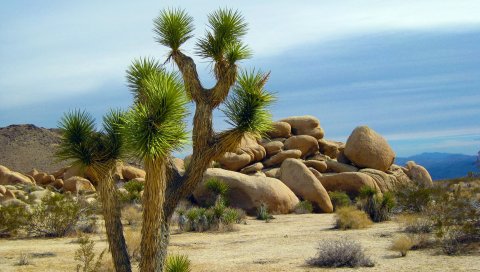 Yucca brevifolia, цилиндропунтия, калифорния, национальный парк