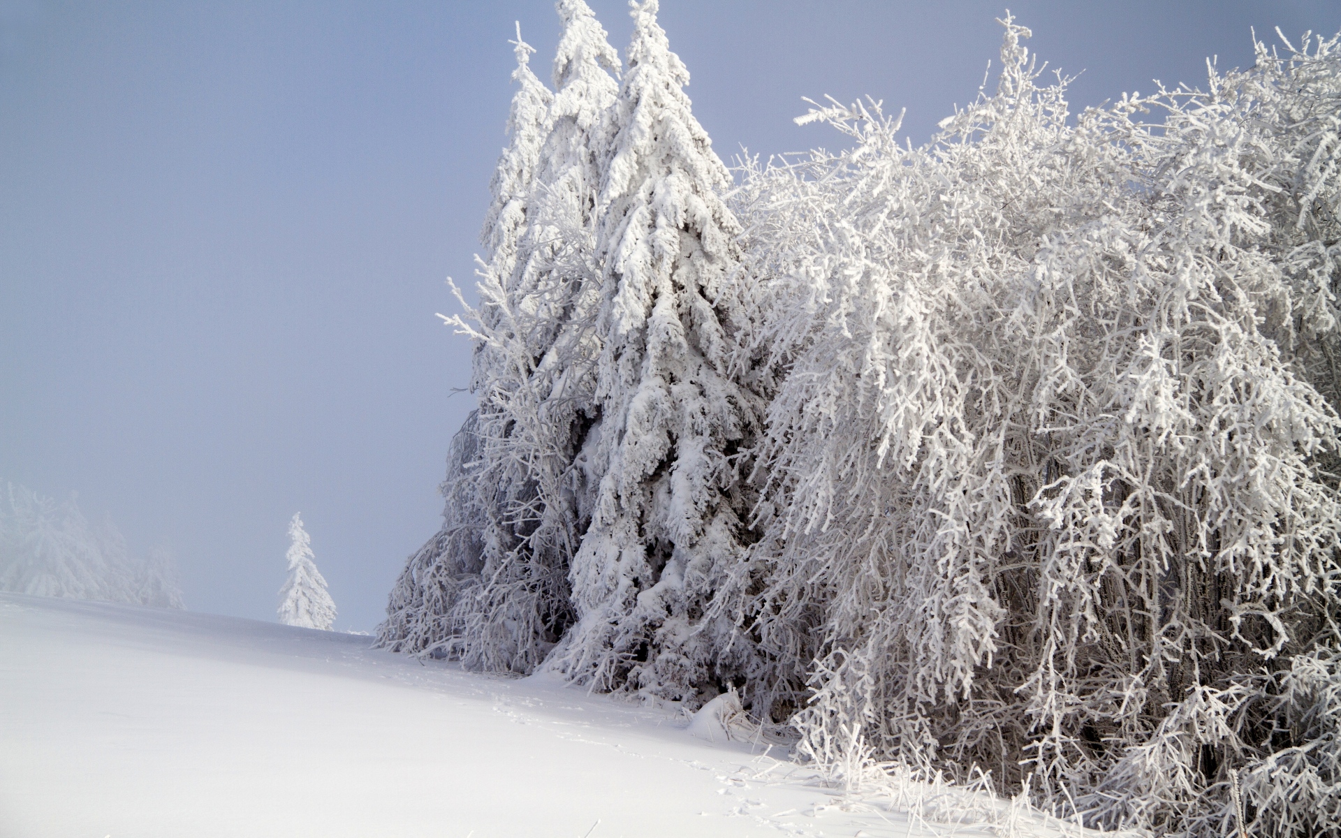 Картинки Лес, зима, снег фото и обои на рабочий стол