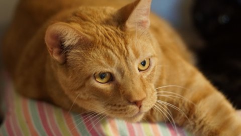 Рыжий кот, кошка, лежа, морда