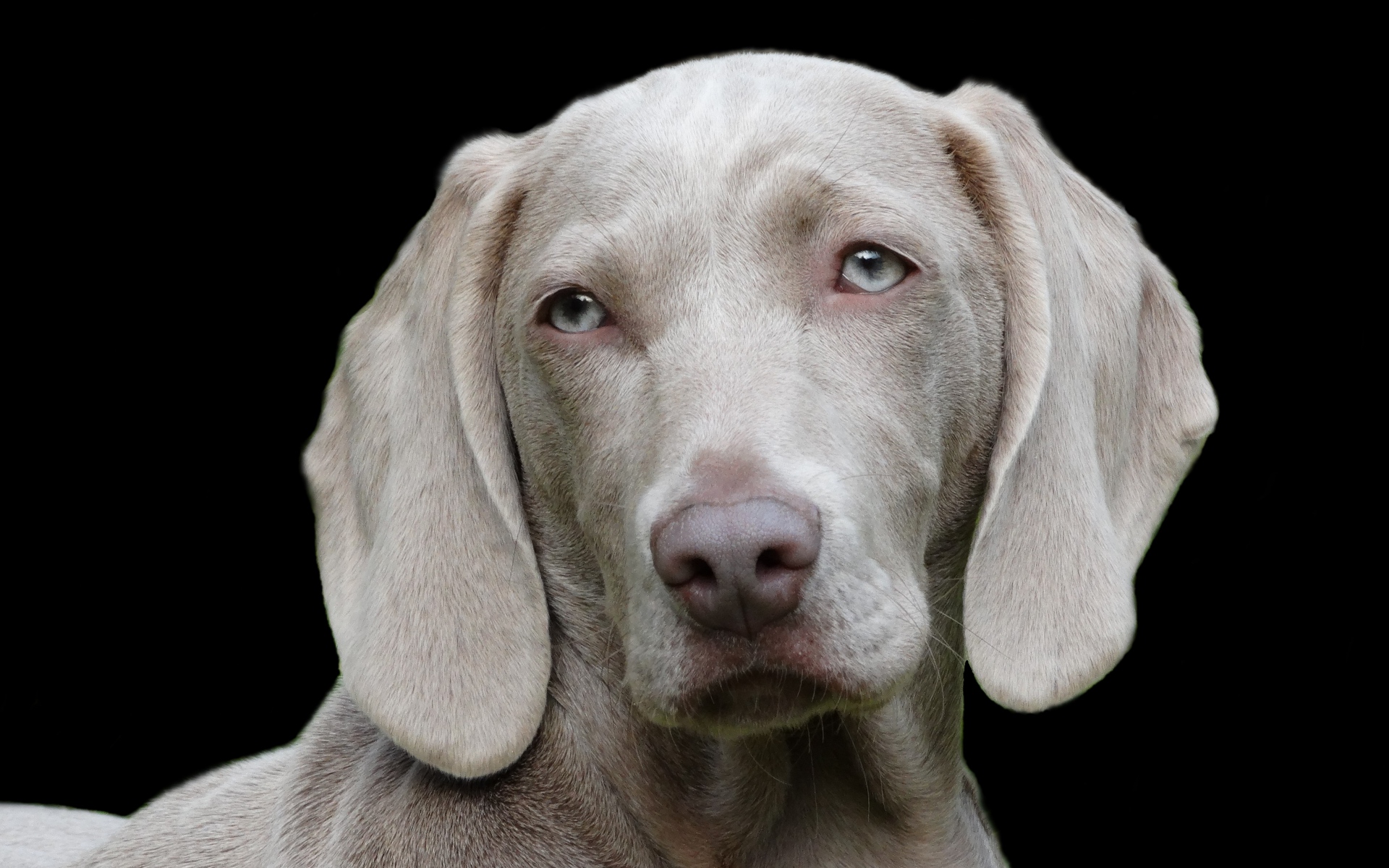 Картинки Веймаранер, собака, морда, глаза фото и обои на рабочий стол