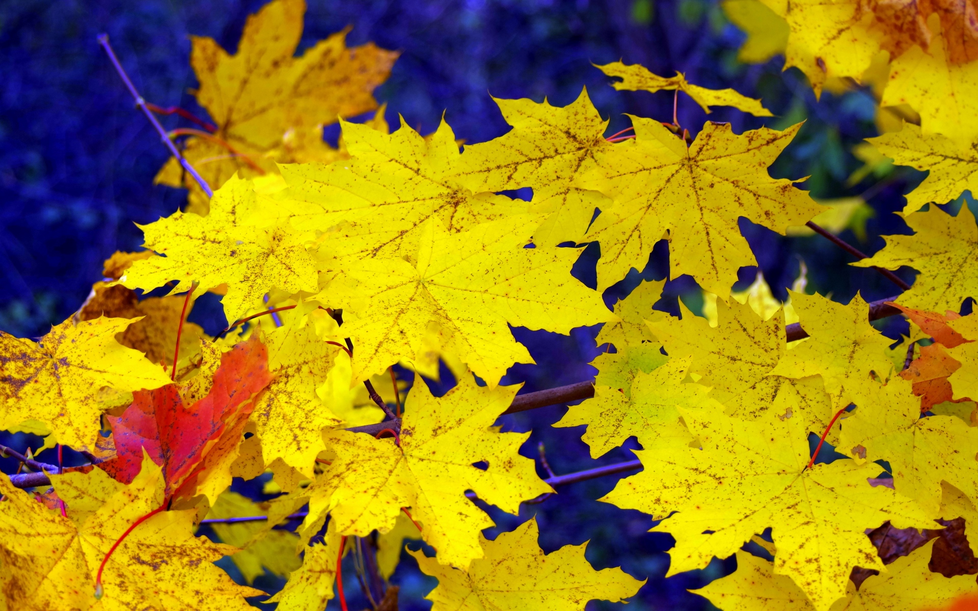 Картинки Клен, листья, осень, падающий, желтый фото и обои на рабочий стол