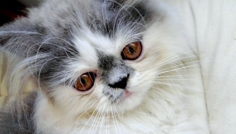Персидский кот, лицо, пушистый, милый