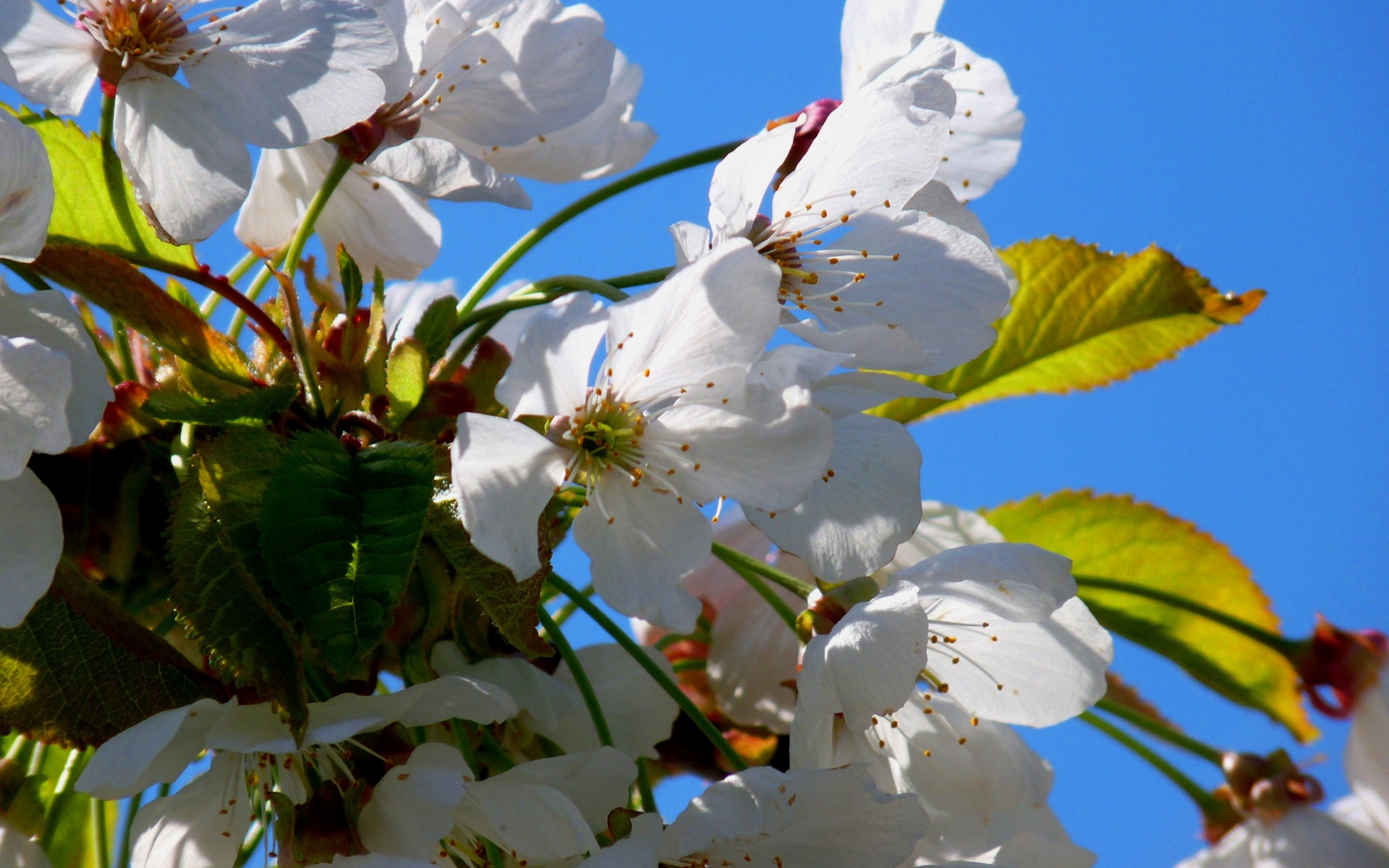 Картинки Дерево, вишня, весна, цветы, цветение фото и обои на рабочий стол