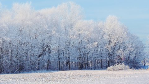 Лес, зима, снег, пейзаж, деревья