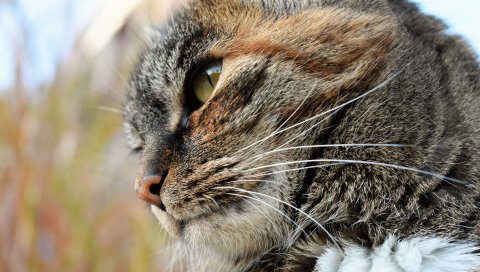Кошка, лицо, полосатый, вид