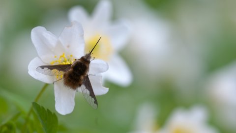 Bombylius, насекомое, цветок, макро