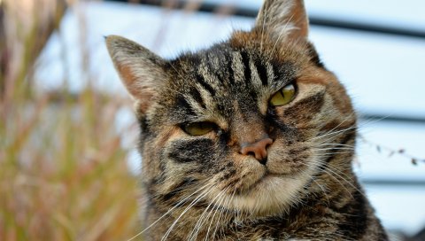 Кошка, лицо, полосатый, пятнистый, взгляд
