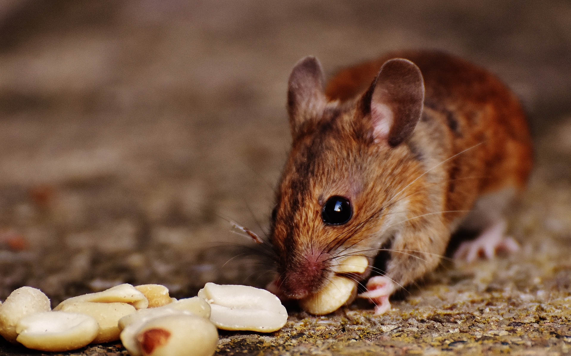 Картинки Древесная мышь, мышь, грызуны, орехи, продукты питания фото и обои на рабочий стол