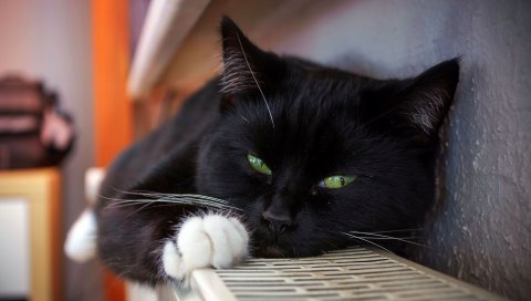 Кошка, черная, лежащая, пятнистая, усы
