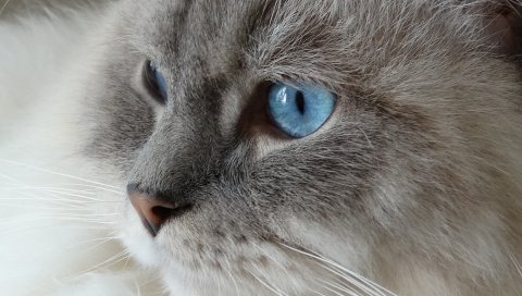 Кошка, лицо, пушистая, голубоглазый