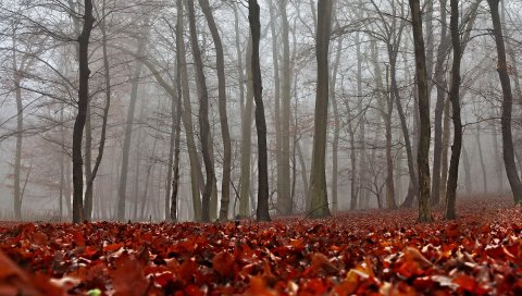 Осень, листва, лес, туман