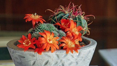 Млекопитающие, суккуленты, кактусы, комнатные растения