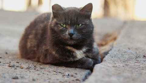 Кот, бездомный, пятнистый