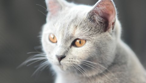 Котенок, лицо, серый