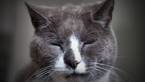 кошка, лицо, пятнистый, сонный