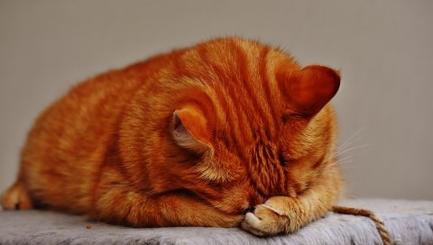 кот, пятнистый , лежа