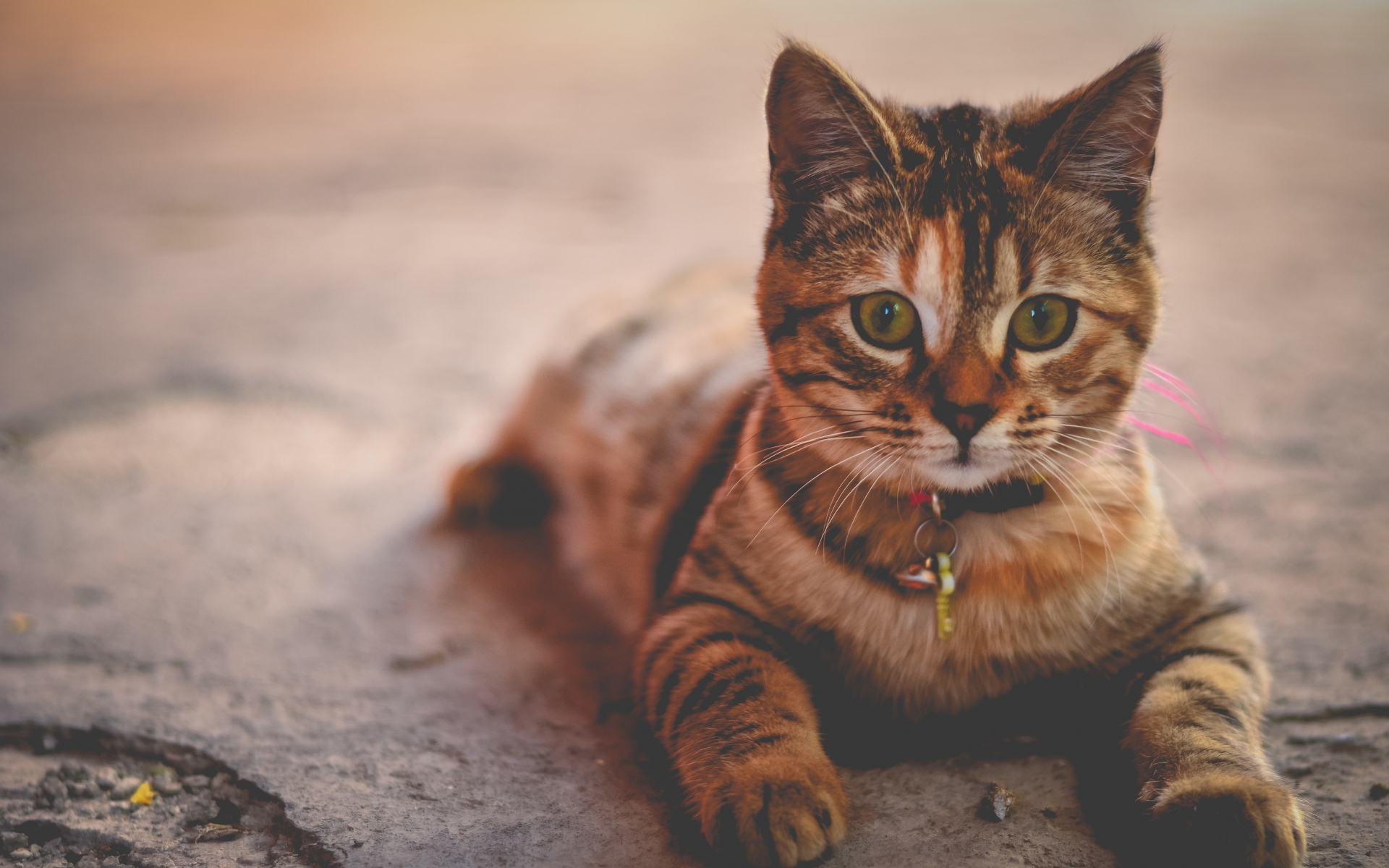 Картинки Котенок, полосатый, лежащий, воротник фото и обои на рабочий стол