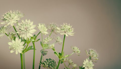 Цветы, растения, стебли