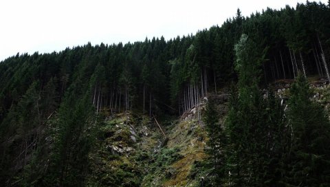 Лес, деревья, холм