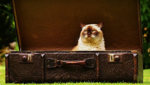 Кошка, чемодан, антиквариат