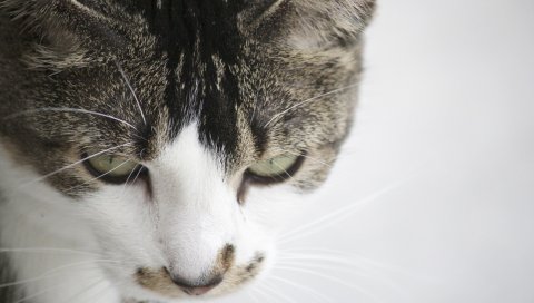 Кошка, лицо, пятнистый, крупный план