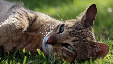 Кошка, лицо, лежа, трава, отпуск