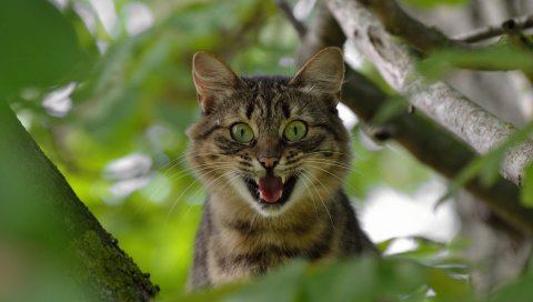 Кошка, лицо, крик, дерево