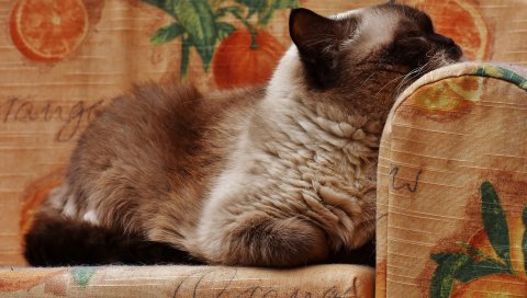 Британская короткошерстная кошка, кошка, лежа, отдых