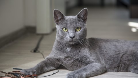 Кошка, лежа, серый