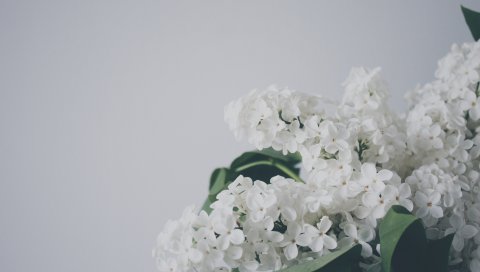 Сирень, цветы, ветка