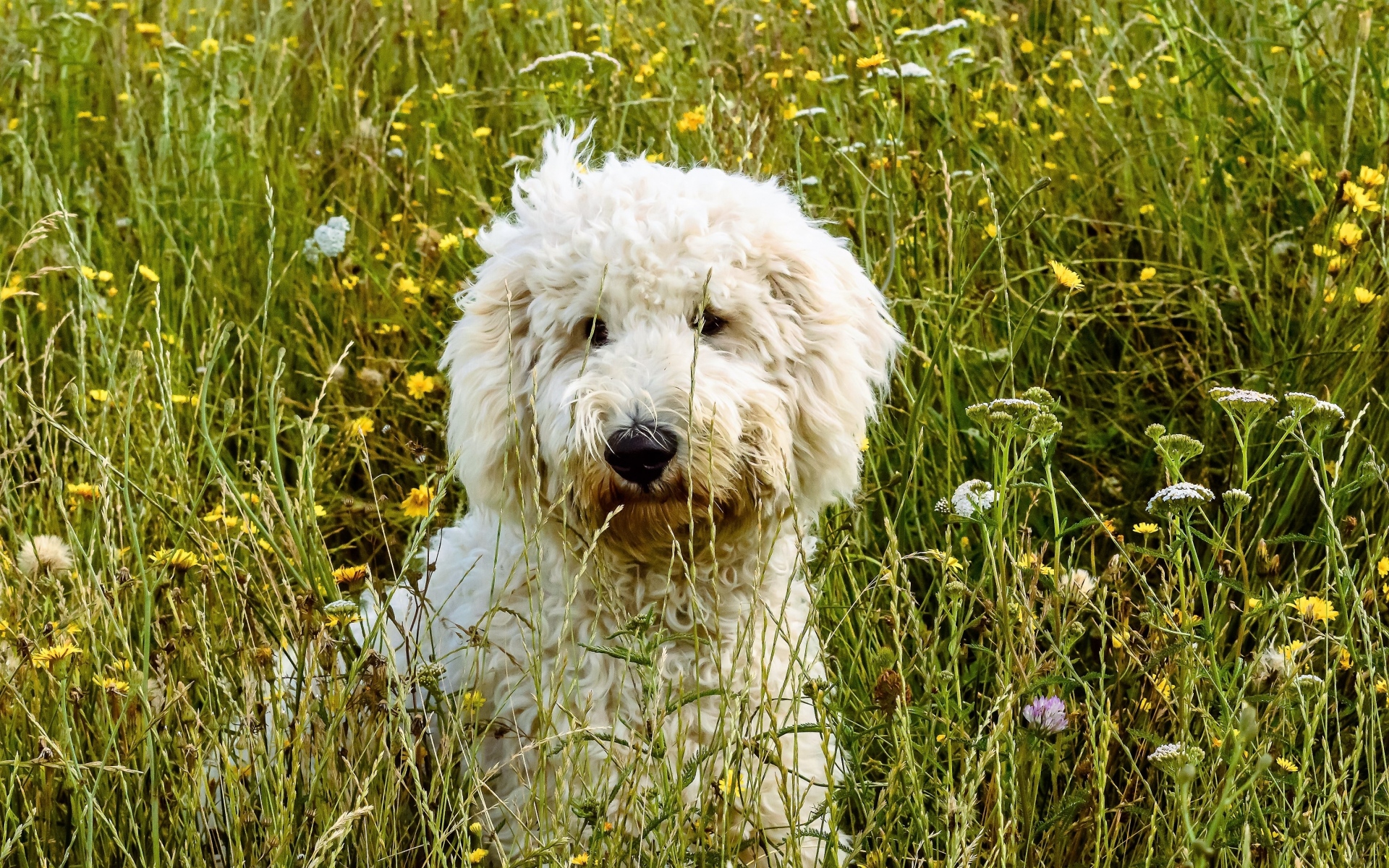 Картинки Goldendoodle, собака, трава фото и обои на рабочий стол