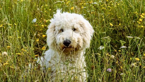 Goldendoodle, собака, трава