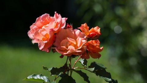 Розы, цветы, почки, стебли