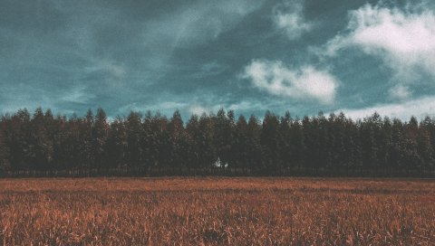 Луг, лес, поле, небо, деревья