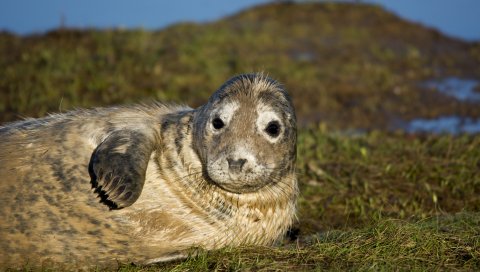 Печать, морское копье, мокрые, лежащие