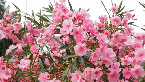 Цветы, куст, apocynaceae