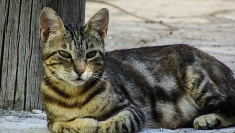 Кошка, табби, ложь