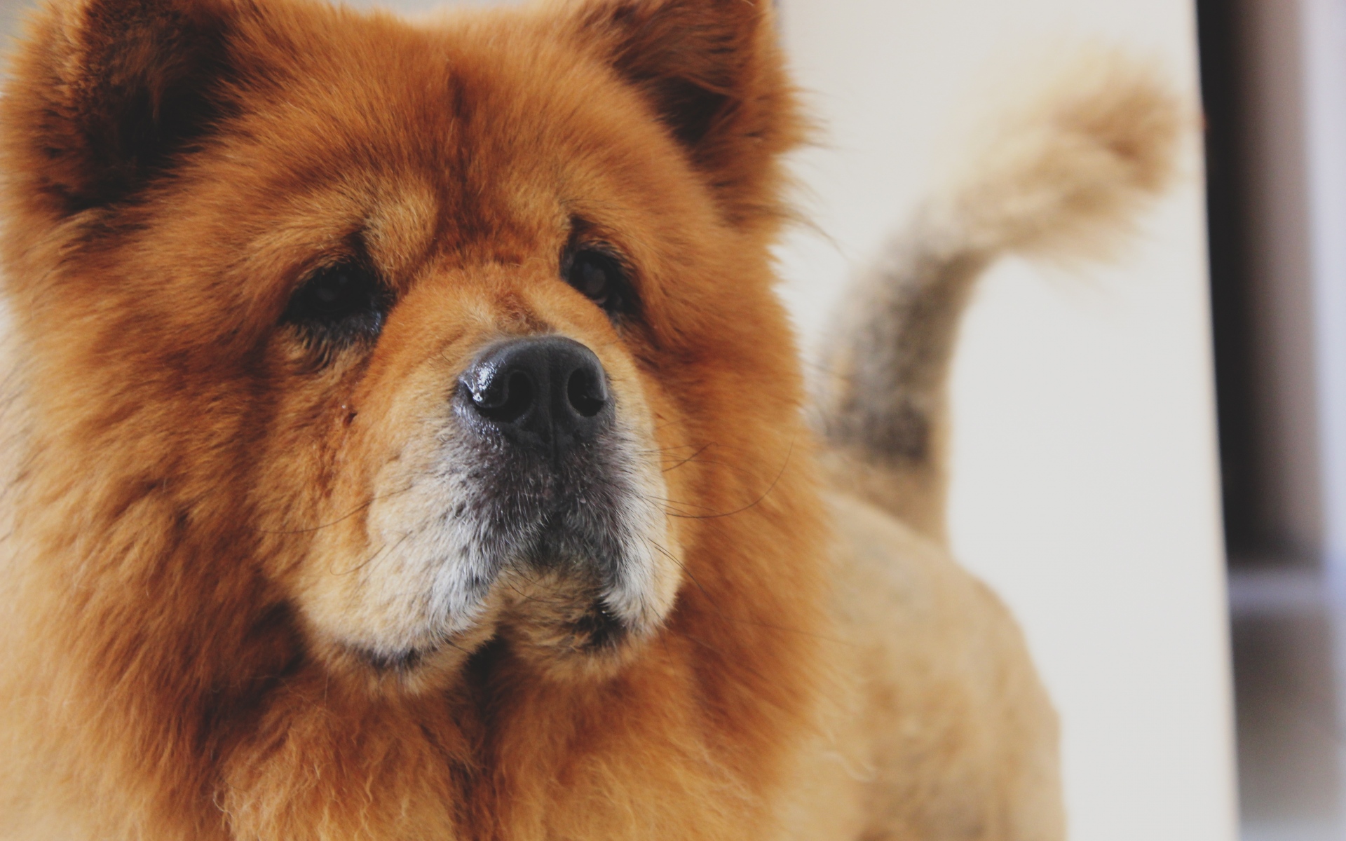 Картинки Чау-чау, собака, морда фото и обои на рабочий стол