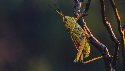 Кузнечик, насекомое, ветви