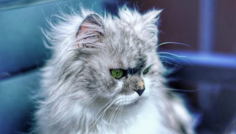 Кошка, пушистая, смешная