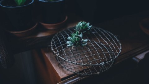 Кактус, комнатное растение, стол