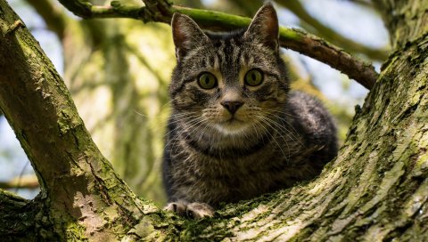 Кошка, дерево, мох