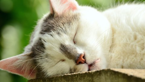 Кошка, лицо, сон