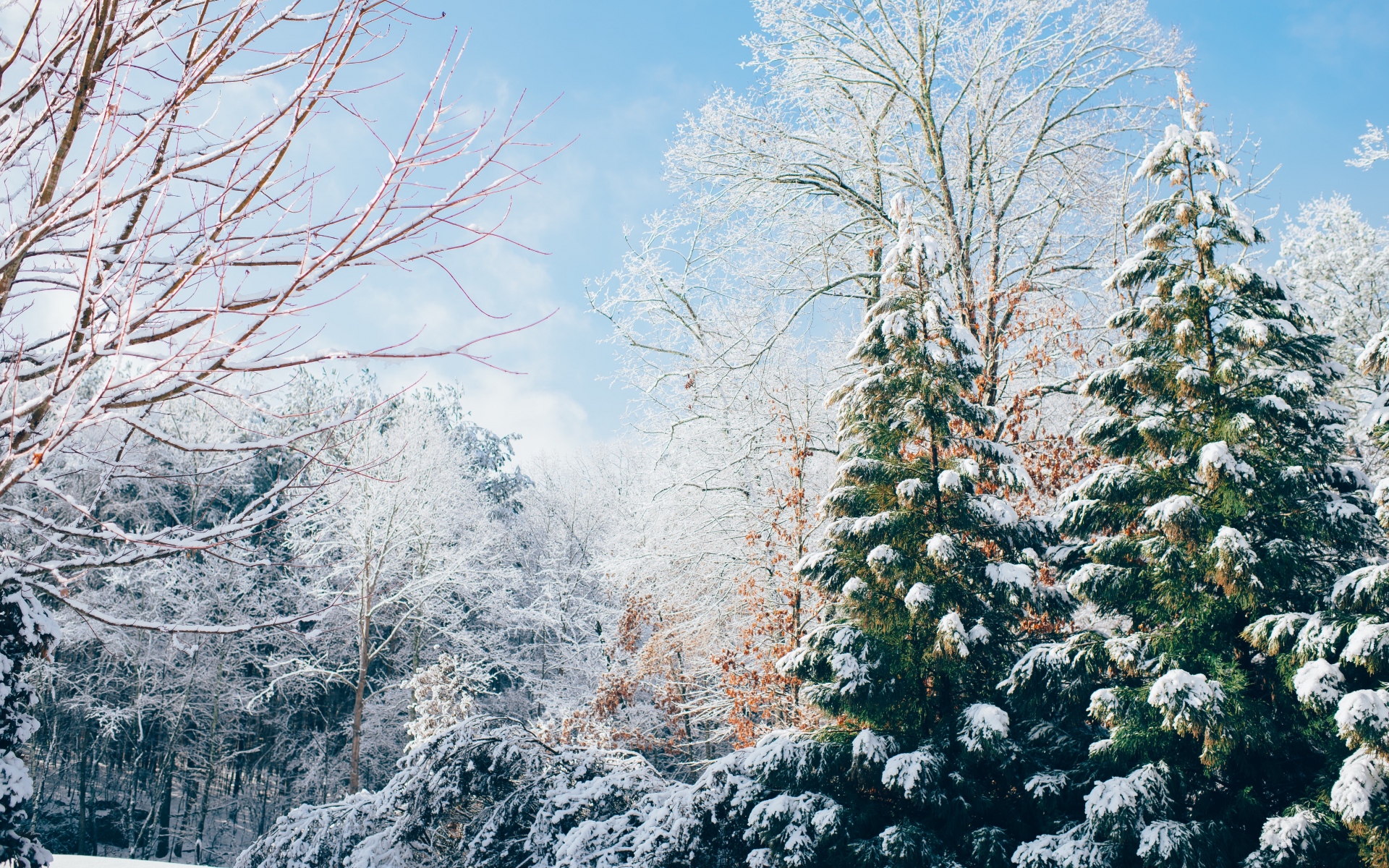 Картинки Лес, деревья, зима, снег фото и обои на рабочий стол
