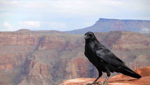 Вороны, птица, каньон